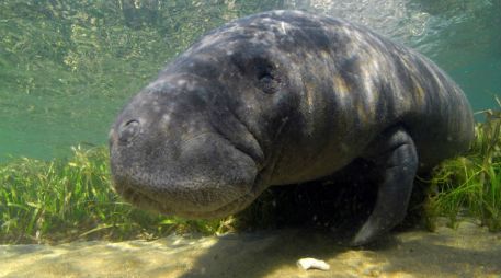 Tras cambiar su dieta al morir las algas marinas que comían, podrían haber presentado complicaciones digestivas. EFE / ARCHIVO