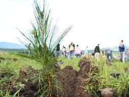 Hasta el momento en el Cerro del Gato, que tiene una superficie de 24 hectáreas, se han plantado 21 mil árboles. ESPECIAL / Gobierno de Tlajomulco