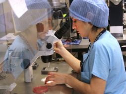 Para hacerse un tratamiento de fecundación in vitro se necesitan aumentar las hormonas del estrógeno y la progesterona. EFE / ARCHIVO