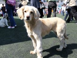 Es necesario buscar un sitio en donde se pueda alojar a la mascota con seguridad y que sea adecuado para su salud. NTX / ARCHIVO