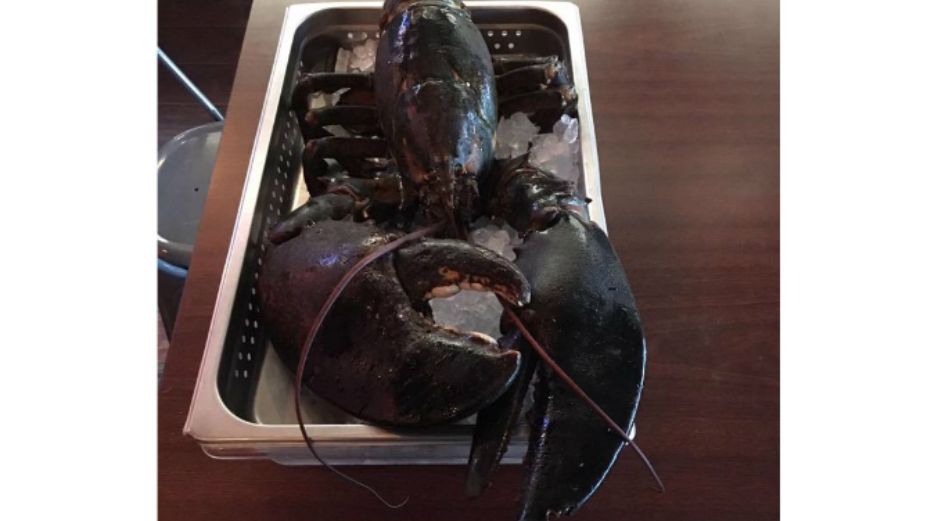 'Larry' de 110 años y casi 7 kilos de peso no sobrevivió al largo viaje desde el Sunrise en Miami hasta el Maine State Aquarium. FACEBOOK / IRescue Wildlife