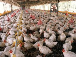 La indistria avícola de los Altos de Jalisco es la más importante de México. EL INFORMADOR / R. Torres