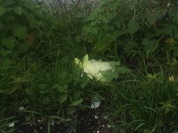 Los uniformados revisaron la zona y recuperaron la bolsa, que contenía en su interior 597.03 gramos de la droga. TWITTER / @policiaGDL