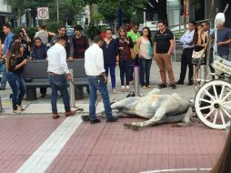 Un caballo que arrastraba una calandria sobre avenida Chapultepec colapsó a mitad de la vía. TWITTER / @RaWr_waffle