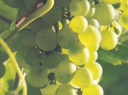 En lo alto de los cerros de Parras está la antigua Hacienda de Perote. ESPECIAL /