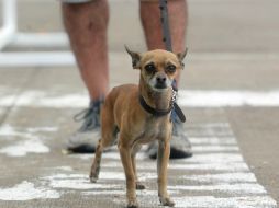 Recomiendan a los dueños de las mascotas estar al pendiente de ellas y cumplir con sus vacunas contra la rabia. EL INFORMADOR / ARCHIVO