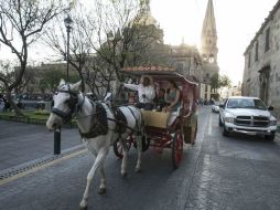 Cada calandria tendrá un costo de 100 mil pesos, por lo que la inversión ascendería a casi nueve millones de pesos. EL INFORMADOR / ARCHIVO