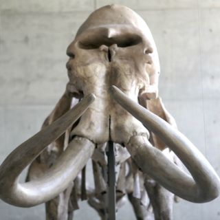 Últimos mamuts de Alaska murieron de sed hace cinco mil 600 años