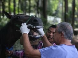 El examen médico consiste en la toma de presión, temperatura y constantes generales, la dentadura, sistema digestivo, entre otros. EL INFORMADOR / R. Tamayo