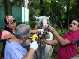 Además de la evaluación física, se revisó el comportamiento de los equinos para asegurarse de que no son maltratados. EL INFORMADOR / R. Tamayo