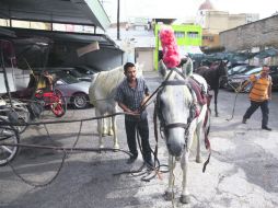 Pensión. Trabajadores con los equinos que jalan los carruajes en el primer cuadro de Guadalajara. EL INFORMADOR / R. Tamayo