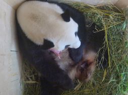 Como la madre lo cubre para calentarlo de forma intensiva, hasta ahora los expertos no han podido ver de qué sexo es. EFE /