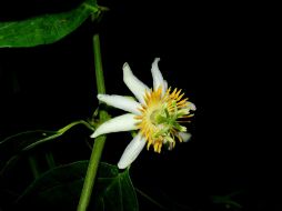 La 'Passiflora chimuensis' es una liana que crece en el dosel del bosque, con tallos de hasta 30 centímetros de diámetro. TWITTER / @Prensa_MCJ