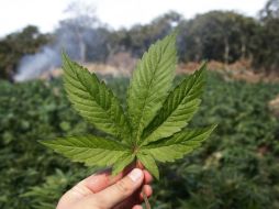 La mariguana es comúnmente prescrita para tratar dolores y otros malestares crónicos como las náuseas. EL INFORMADOR / ARCHIVO