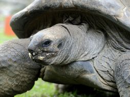 Tortuga de las Galápagos han vivido hasta 177 años. EFE / ARCHIVO
