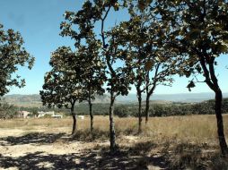 El Nixticuil. Se colocarán 200 árboles como parte de un programa de mitigación ambiental. EL INFORMADOR / ARCHIVO