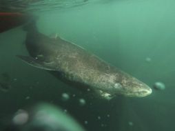 Los tiburones de Groenlandia aman las aguas frías ”prefiriendo temperaturas cerca del punto de congelación” y todos están en el Ártico. ESPECIAL / Revista Science