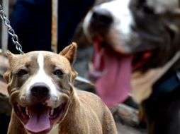 La mayoría de los caninos que participaron en el experimento prefirieron ir con su dueño antes que con la comida. EL INFORMADOR / ARCHIVO