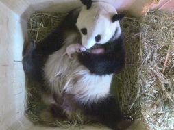 El animal dio a luz la semana pasada en el zoológico Schoenbrunn de Viena. AP /