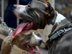 Inseguridad, ansiedad y estrés son las causas que generalmente detonan la agresividad en los perros. EL INFORMADOR / ARCHIVO
