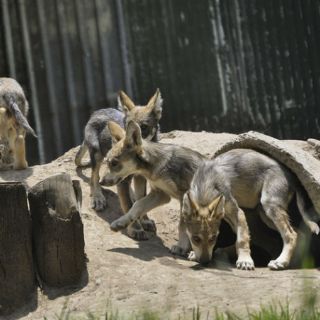 Nace tercera camada de lobo mexicano en vida silvestre