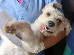 Veterinarios han notado un incremento en el número de animales que necesitan tratamiento por ingestión accidental de la planta. EL INFORMADOR / ARCHIVO