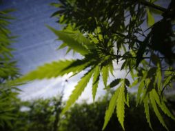 De ser aprobada, el mercado de esta droga aumentaría mil 600 millones de dólares en su primer año. NTX / ARCHIVO