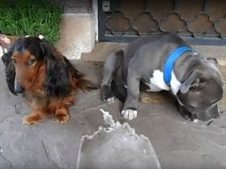 Aunque el propietario no sabe quién cometió el ''crimen'' contra su plantilla, la actitud de uno de los perros delata su culpabilidad. YOUTUBE / Daniel Martino