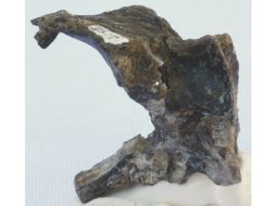 Los  fósiles craneanos revela información sobre la evolución del cerebro y la adaptación al vuelo en este grupo de reptiles voladores. EFE / ESPECIAL