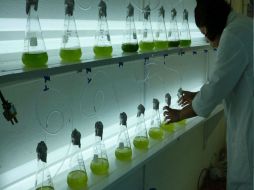 Se busca abrir mercados y ubicar oportunidades de negocios relacionados con el tema. NTX / ARCHIVO