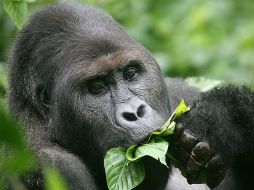 El Gorila del Este (Gorilla beringei), se encuentra en riesgo de desaparecer completamente  a causa del incremento de la caza ilegal. TWITTER / @IUCNRedList