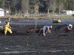 La industria de algas marinas ha crecido a un ritmo excepcional y no hay señales de una ralentización de la velocidad de expansión. ESPECIAL /