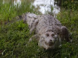 La policía dijo que no había ningún peligro para los estudiantes en las escuelas. EFE / ARCHIVO