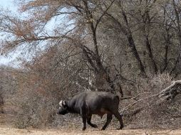 La sequía que afecta al sur de África es descrita como la peor en 35 años. AP / D. Van