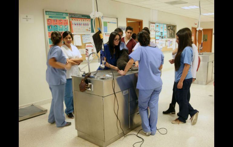Beneficios. Cada ciclo escolar, entre 20 y 30 estudiantes realizan sus prácticas profesionales en el centro de atención. EL INFORMADOR / M. Vargas