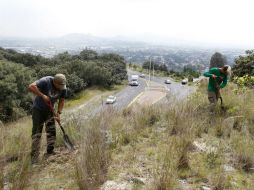 Se plantaron árboles en las faldas del cerro de La Primavera y en áreas comunes del fraccionamiento Bugambilias. EL INFORMADOR / A. Camacho