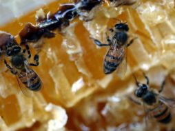 La miel se le considera un alimento nutracéutico, es decir, que si se consume de manera diaria puede prevenir ciertas enfermedades. EL INFORMADOR / ARCHIVO