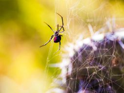 Muchos de los machos hembras logran así reproducirse más de una vez en la vida. EL INFORMADOR / ARCHIVO