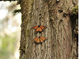 Se busca reestablecer el orden y la paz no sólo en las Áreas Naturales Protegidas, sino también en 108 zonas críticas forestales. EFE / ARCHIVO
