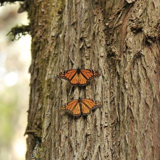 Clausuran siete aserraderos en reserva de mariposas monarcas