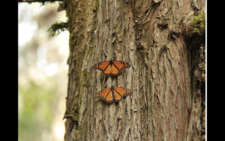 Se busca reestablecer el orden y la paz no sólo en las Áreas Naturales Protegidas, sino también en 108 zonas críticas forestales. EFE / ARCHIVO