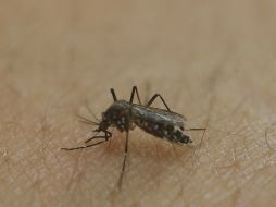 Ven necesaria una mayor cultura de prevención para detener la reproducción del insecto portador del virus. AP / ARCHIVO