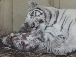 Señalan que por el momento se desconoce el género de los felinos, ya que los cuidadores no los han revisado. AP / C. Sokolowski