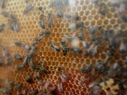 El reporte del ataque de las abejas africanas en contra de los alumnos se recibió poco después de las 09:00 horas. EL INFORMADOR / ARCHIVO