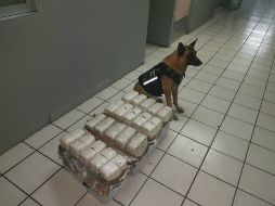 'Killer' detectó los 30 kg de vegetal verde en el establecimiento de El Salto. ESPECIAL / Fiscalía