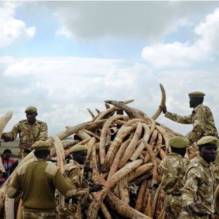 La lucha mundial contra tráfico de marfil, aún insuficiente