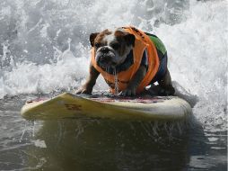 Los perros llegaron con sus dueños para participar en el Surf City Surf Dog, celebrado a beneficio de la protección de los animales. AFP / M. Ralston
