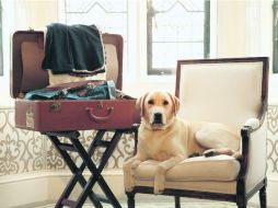 Amigable. Todas las comodidades que requieres para tu mascota durante tus viajes. ESPECIAL /