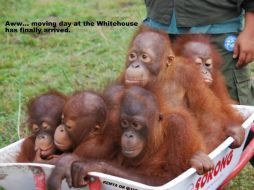 En sus redes sociales publica una foto de unos orangutanes con la frase 'Al fin llegó el día de mudarnos de la Casa Blanca'. FACEBOOK / Charles Wasko