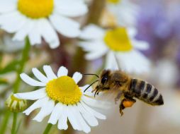 Las autoridades federales de EU declararon siete especies de abeja de Hawaii en peligro de extinción. EFE / ARCHIVO